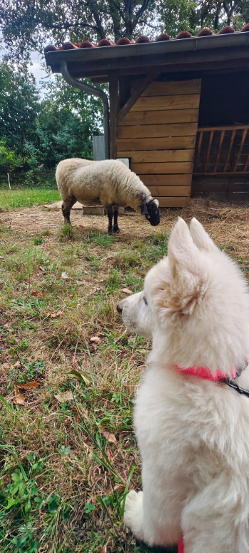 A la rencontre du voisinage, une jeune femelle très concentrée.